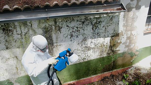Top rated local Mold Remediation specialists in Mickleton, NJ